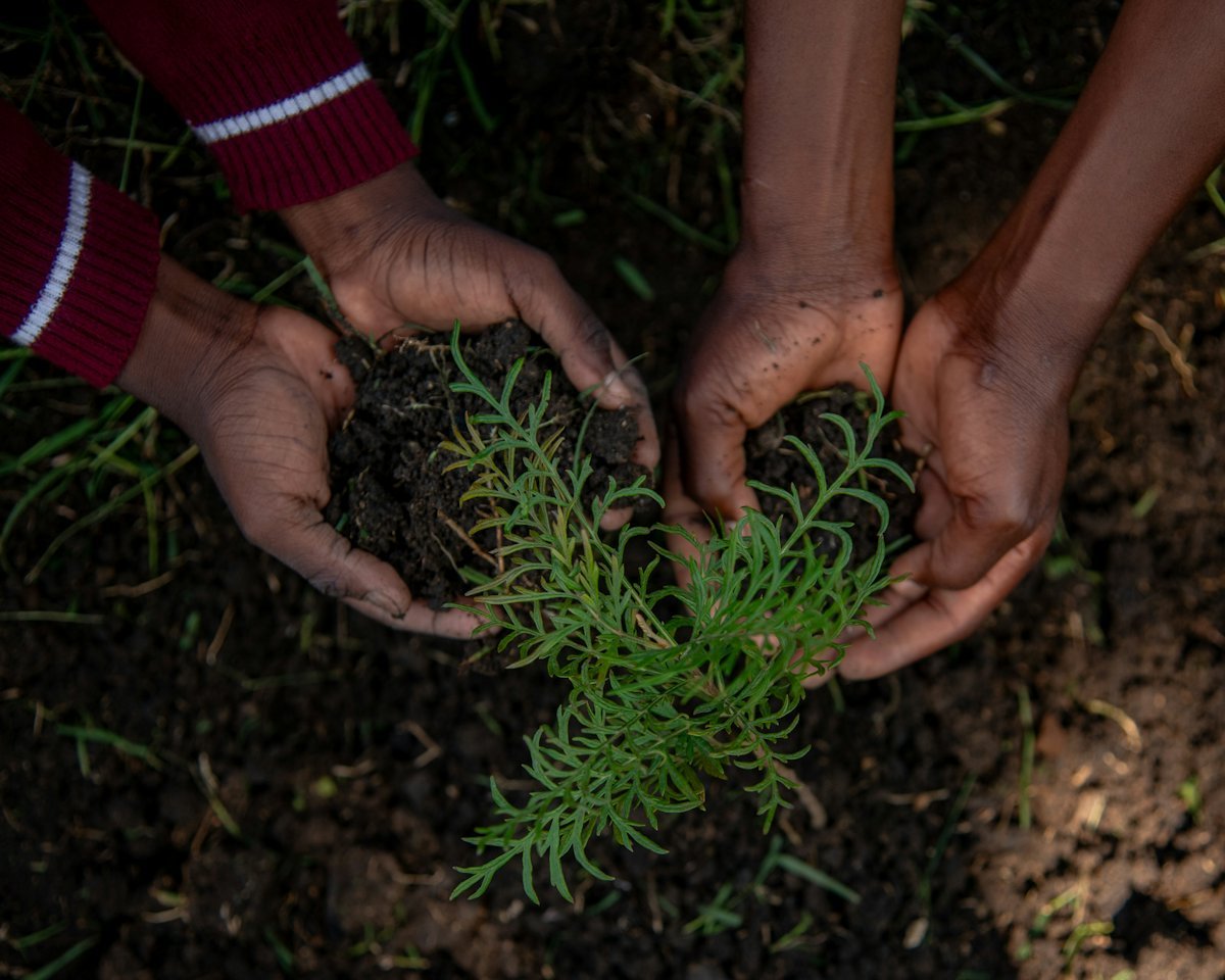 Des mains de différentes origines entourent une jeune plante